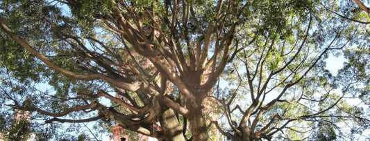 What does the Tree of Life mean?