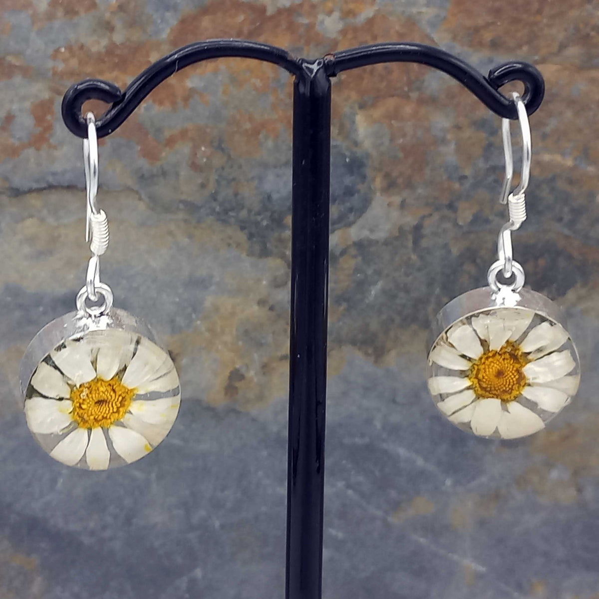 Silver real daisy circle earrings