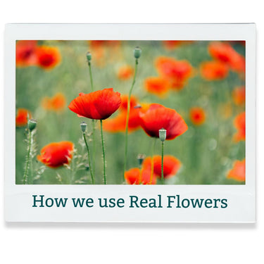 Red poppies in a field with text 'How we use Real Flowers' on a white border.