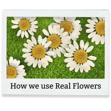 White Daisies on a grass background, with text 'How we use Real Flowers'.